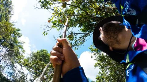 Low Angle View Of Man Picking Fruit With Pole. Foto stock