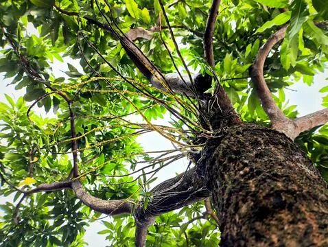 Low angle view of a mango tree trunk in broad daylight Stock Photos