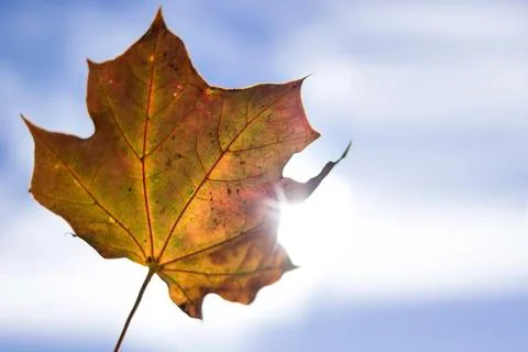 Low angle view of maple leaf against sky on sunny day Stock Photos