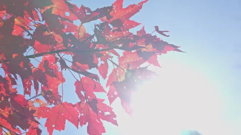 Low angle view of maple tree with red leaves swaying under bright sun Stock Footage 315179681