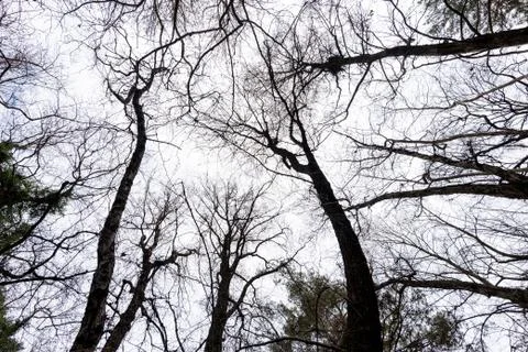 Low angle view of maple tree trunk tops against sky 写真素材