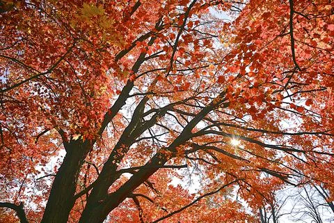 Low angle view of the maple tree with a lens flare Stock Photos