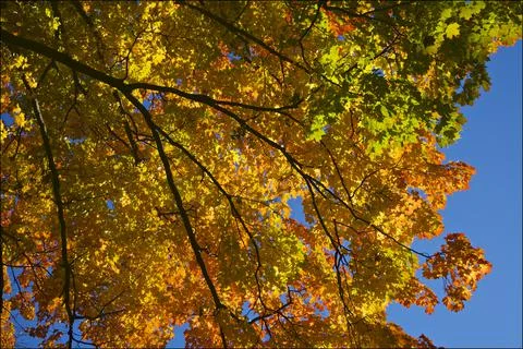Low angle view of the maple tree with a blue sky background Stock Photos