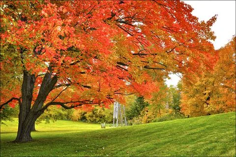 Low angle view of the maple tree in autumn Stock Photos