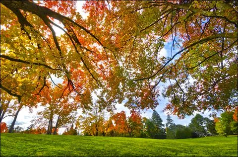 Low angle view of the maple tree with a lens flare Stock Photos