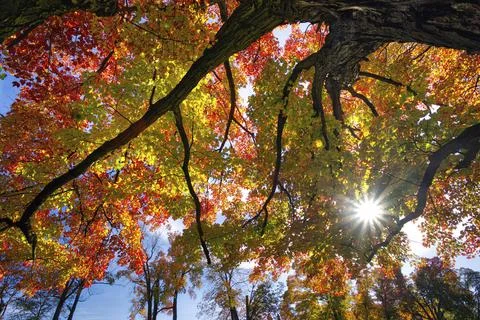 Low angle view of the maple tree with a lens flare Stock Photos