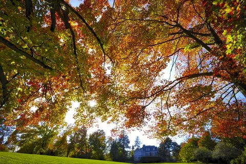 Low angle view of the maple tree in the park Stock Photos