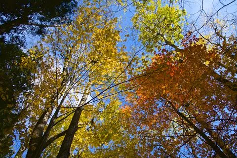 Low angle view of the maple trees in the forest Stock Photos