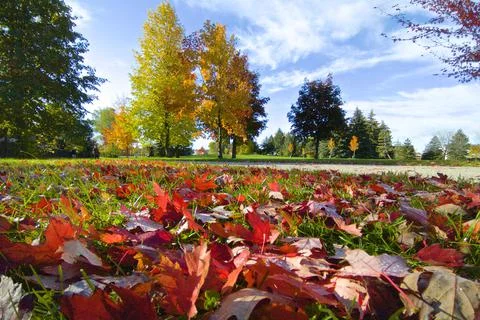 Low angle view of the maple trees in the park Stock Photos