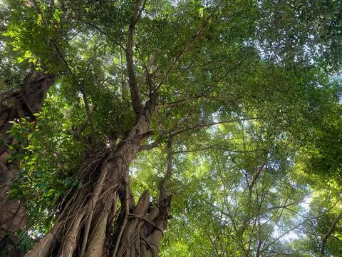 Low Angle View of a Massive Banyan Tree with Lush Green Canopy and Aerial Roots Stock Photos