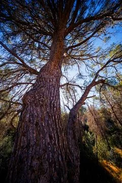 Low Angle View of a Massive Mediterranean Pine Tree 스톡 사진
