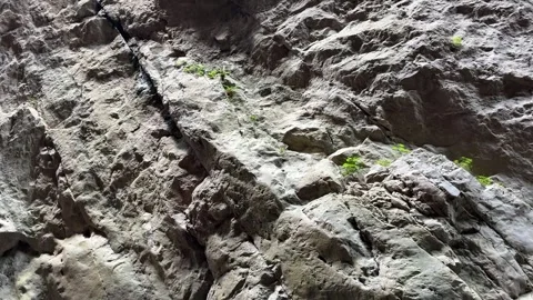 Low angle view of massive rock wall inside canyon with small green plants g.. Stock Footage 337768709