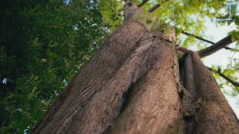 Low angle view of a massive trunk of a Douglas Fir tree in the forest Stock Footage 293666058