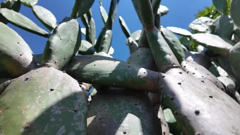 Low angle view of mature cactus plant against blue sky Stock Footage 342092375