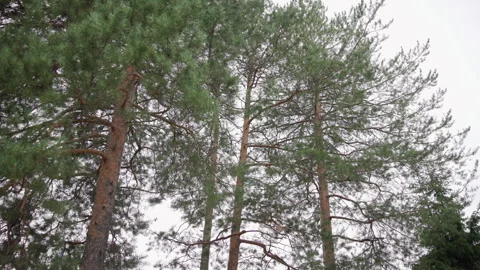 Low-angle view of mature pine forest with gentle branch parallax, vertical Stock Footage 348263080