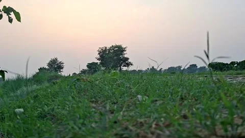 Low Angle View of Meadow Ground At Sunset Sky Stock Footage 344920701