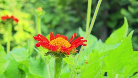 Low Angle View of Mexican Sunflower Blooming in Nature. Видео 340077816
