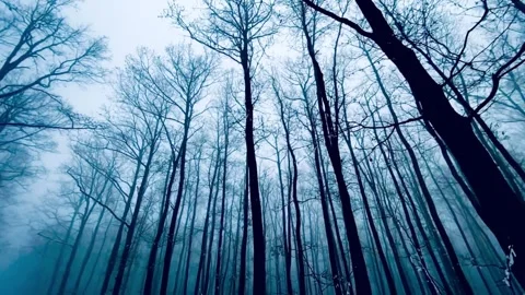 Low-Angle View of a Misty, Winter Forest with Bare Trees Video stock 295748555
