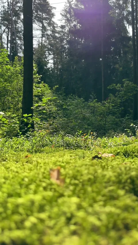 Low angle view of mixed forest floor covered in green moss and plants. Look.. Stock Footage 343259484