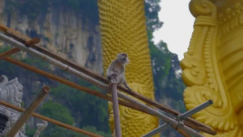 Low angle view of monkey in batu cave Stock Footage 111278279