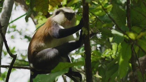 Low angle view of monkey sitting in tree / Grand Etang National Park, Grenada Stock Footage 114769030