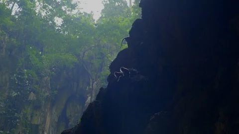 Low angle View of monkeys playing in Batu Caves, kuala lumpur Stock Footage 111278667