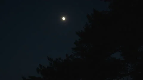 Low angle view of moon shining over tree branches at night Video stock 197291698
