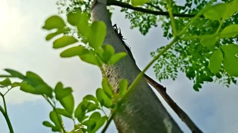 Low Angle View of Moringa Trunk And Foliage Crown Stock-Footage 343878080