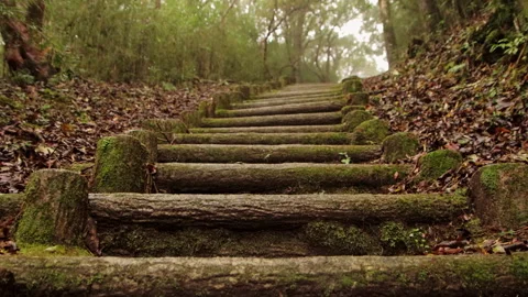 Low Angle View of Moss Covered Forest Steps in Hakone Japan Stock Footage 321133454