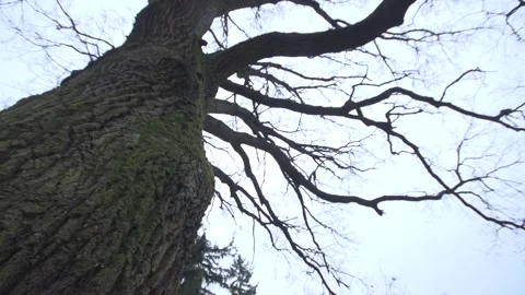 Low Angle View of Moss Covered Tree Trunk and Bare Branches Stock Footage 336060404
