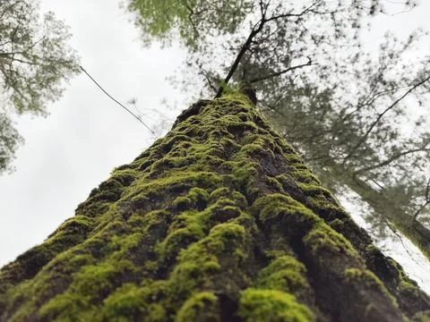 Low Angle View of Moss-Covered Tree Stock Photos