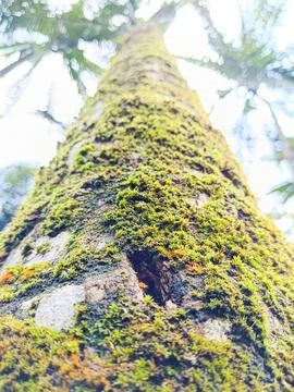 Low Angle View of Moss Covered Coconut Palm Tree Trunk with Green Texture Фото