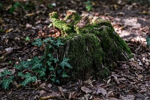 Low angle view of moss stump with ivy vine Fotos de archivo