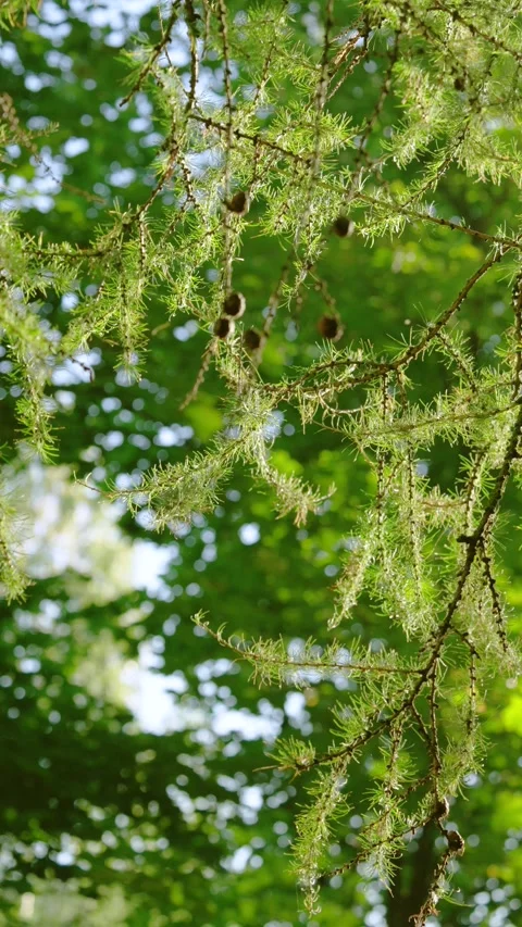 Low-angle view of mossy conifer branches with hanging seed cones under sunlit gr Stock Footage 345420631