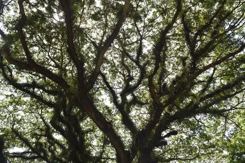 Low angle view of mossy Samanea saman trees  Stock Photos