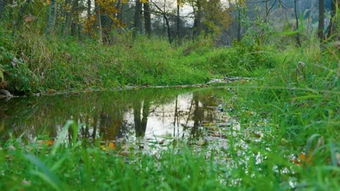 Low-Angle View of Mountain Pond Surrounded by Grass and Trees Stock Footage 320209477
