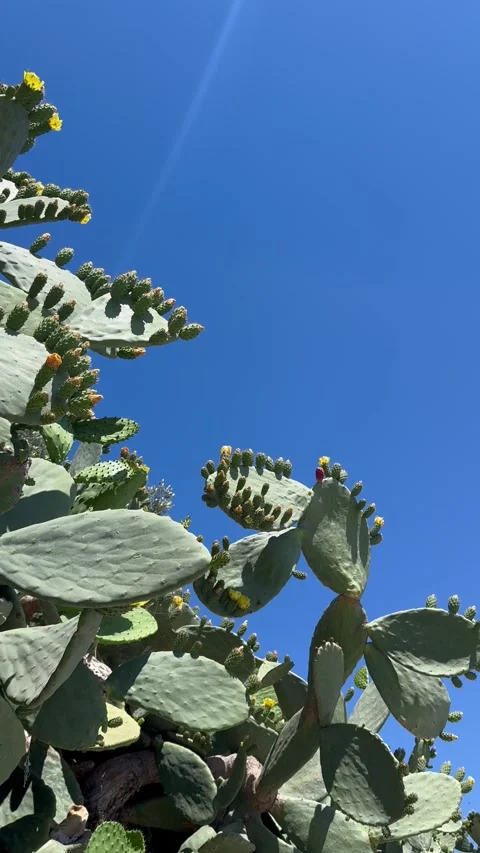 Low angle view moving forward under big cactus plant towards the road in Cyprus Stock Footage 336219051