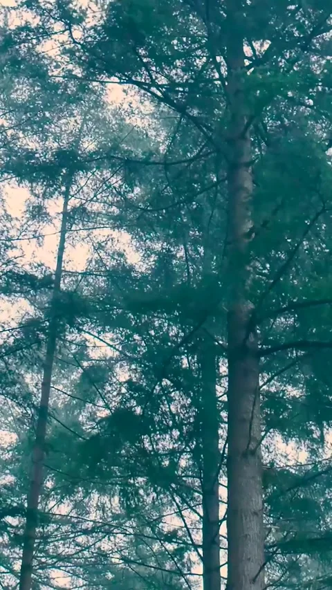 Low angle view moving through foggy forest trees Stock-Footage 327109685