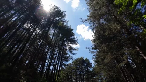 Low angle view moving through pine forest canopy in Peloponnese Greece Stock Footage 345276483