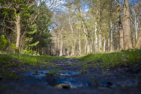 Low angle view of muddy footpath in the forest of Mastenbos Stock Photos