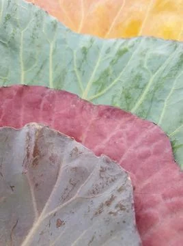 Low angle view of multi colored cabbage leaves in autumn season Stock Photos