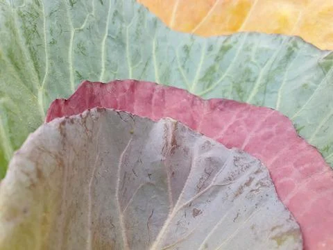 Low angle view of multi colored cabbage leaves in autumn season Stock Photos