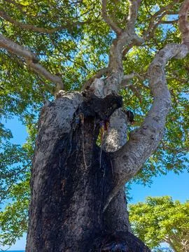 Low Angle View of Natural Amber Tree Resin Oozing From Bark Stock Photos