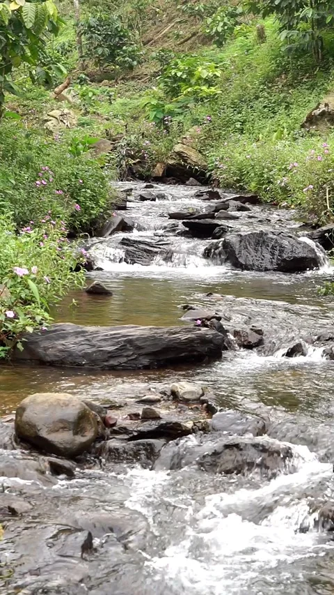 Low-angle view of a natural rocky river surrounded by wild tropical vegetation Stock Footage 337374055