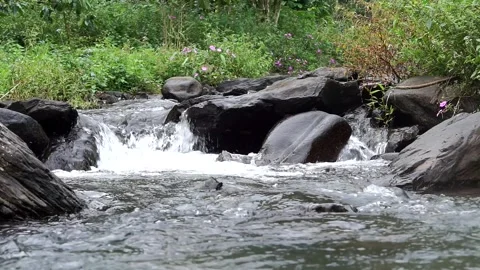 Low-angle view of a natural rocky river surrounded by wild tropical vegetation Stock-Footage 337374248