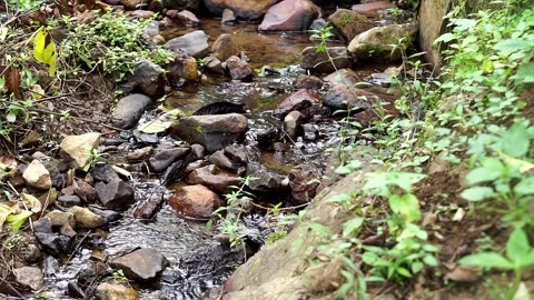 Low-angle view of a natural rocky river surrounded by wild tropical vegetation, Stock Footage 337792878