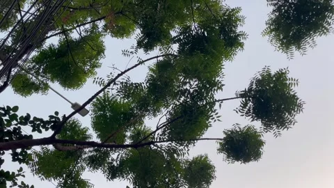 Low angle view of neem tree branches under an overcast sky 库存影片 346544498