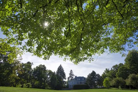 Low angle view of the new growth maple tree in springtime Stock Photos