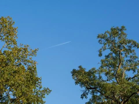 Low angle view into oak tree tops with sky and plane Stock Photos