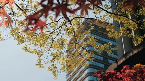 Low Angle View of Office Business Buildings with Tree Branches. Financial Stock Footage 108770173